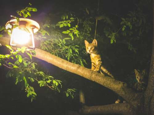 Cat atop a tree, Şirince, Turkey