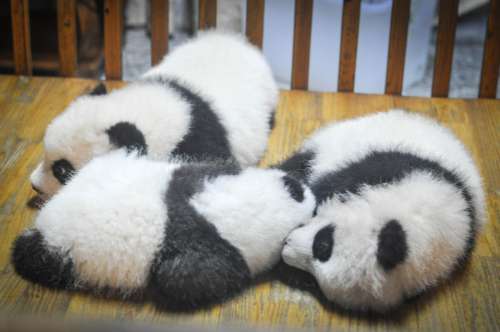 Baby pandas, Chengdu Research Base of Giant Panda Breeding, China