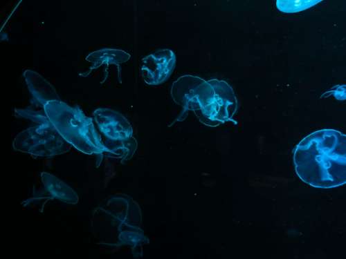 Jellyfish at National Museum of Marine Biology & Aquarium, Taiwan.