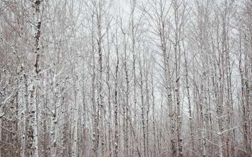A Black And White Polar Forest Against A White Winter Sky Photo