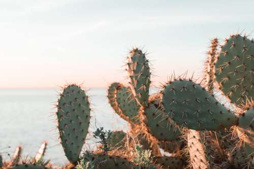A Cactus BAsking In The Morning Sun Photo