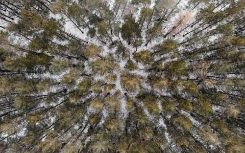 A Drone View From Overhead Of A Coniferous Forest In Winter Photo