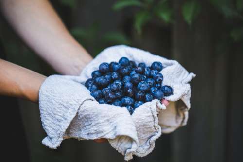 A Handful Of Blueberries Photo