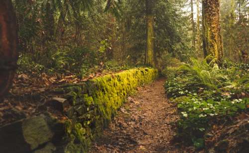 A Mossy Leafy Autumnal Path Photo