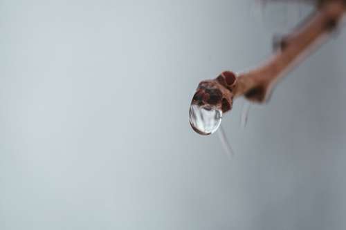 A Raindrop Clinging To The Tip Of A Branch Photo