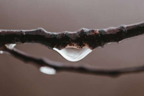 A Water Droplet Forms On A Leafless Branch Photo