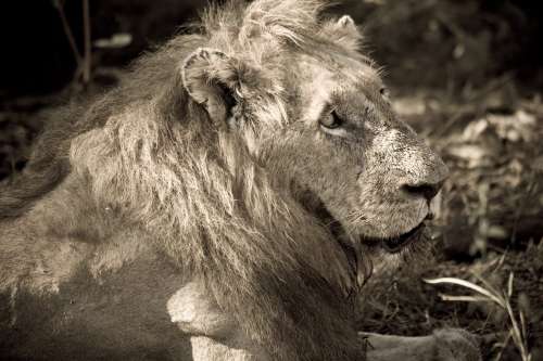 Adult Male Lion In The Sun Photo