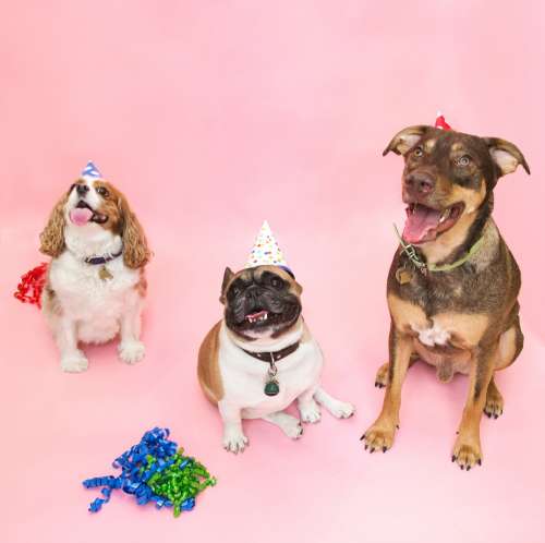 All Dogs Go To Birthday Photo