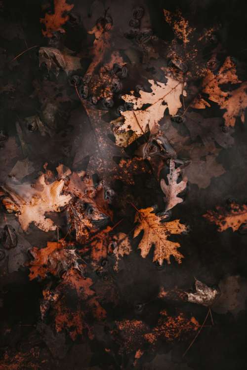 Autumn Leaves In Water Photo