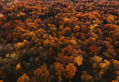 Autumn Trees Covering The Landscape Photo