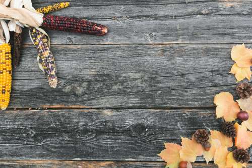 Autumn Wood Texture Photo