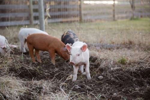 Baby Pig Wanders From The Group Photo