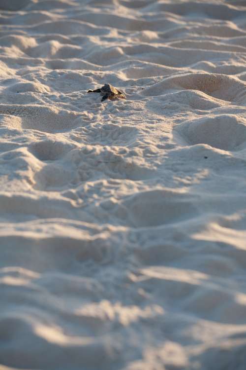 Baby Sea Turtle Escapes Photo