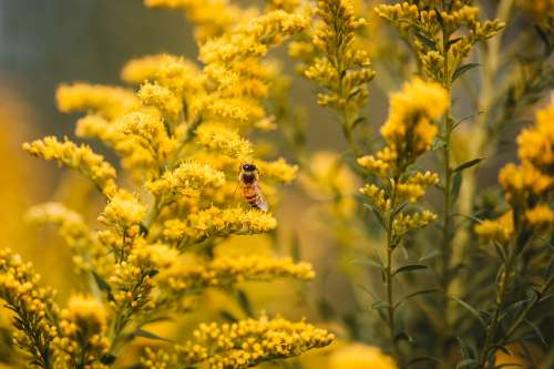 Bee On Yellow Photo