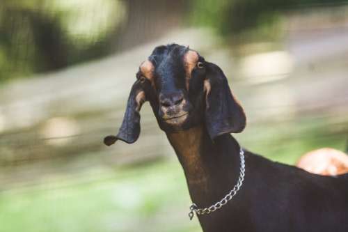 Black Brown Goat Photo