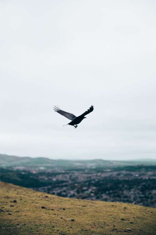 Black Crow In Flight Photo