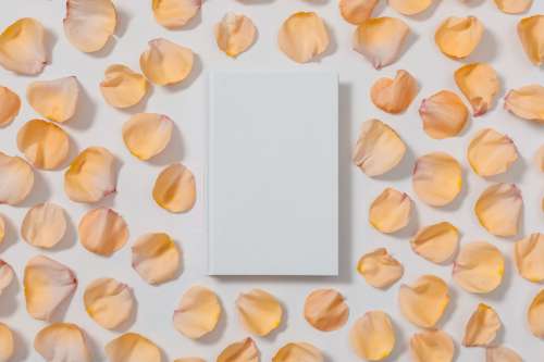 Blank White Book With Rose Pedals Photo