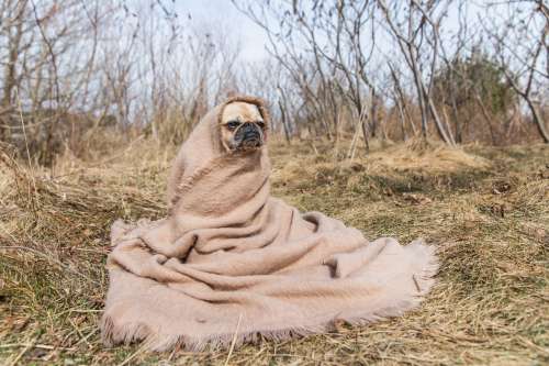 Blanket Pug Looks To Future Photo