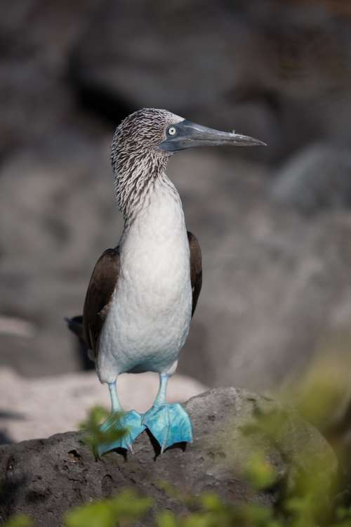 Blue Footed Booby On Rock Photo