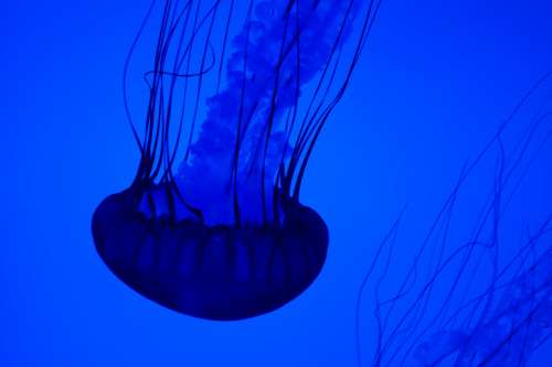 Blue Jellyfish Underwater Photo