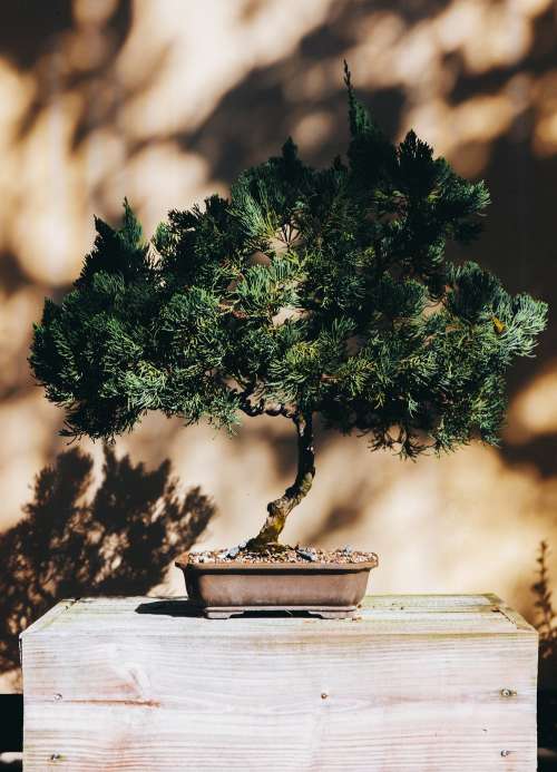 Bonsai Tree Photo