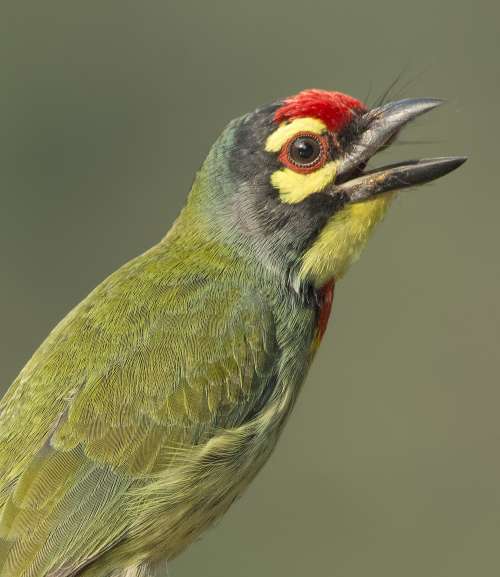 Bright Green Bird With Wide Open Beak Photo