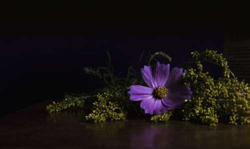 Bright Purple Flower Photo