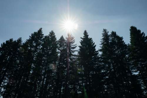 Bright Sun Above Tall Forest Photo