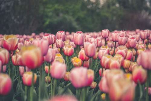 Bright Tulips In Bloom Photo