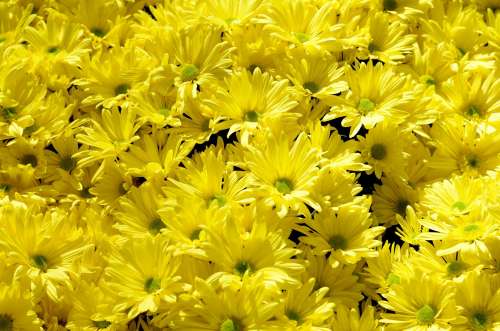 Bright Yellow Flowers In Bunches Photo