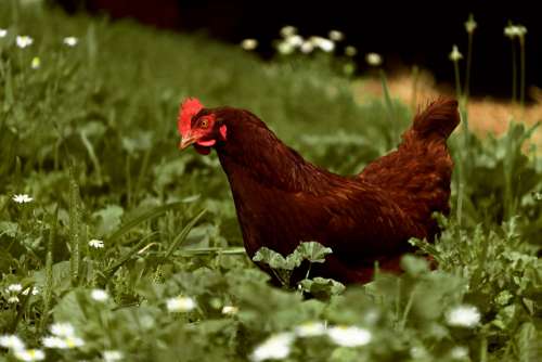 Brown Chicken Photo