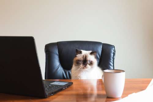 Business Cat In Office Photo