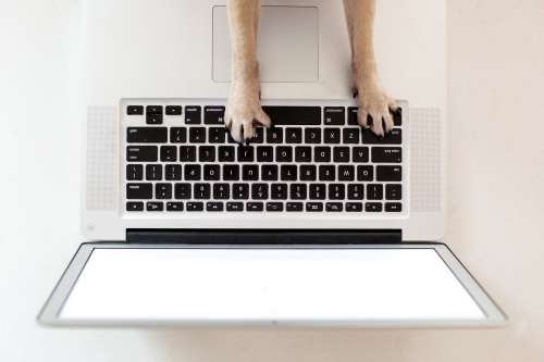 Business Dog Paws On Keyboard Photo
