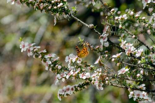 Butterfly On A Cherry Blossom Photo
