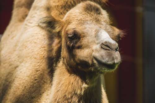 Camel Face Close Photo