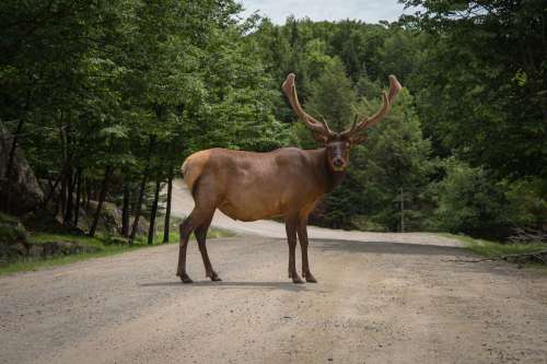 Stag Dear Standing On The Road Photo