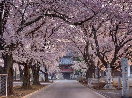 Cherry Blossoms On Road To Temple Photo