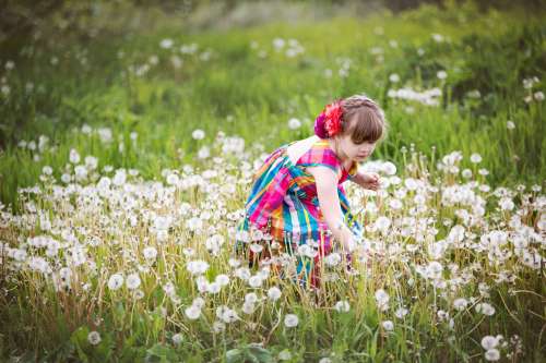 Child Picking Dandelions In Field Photo