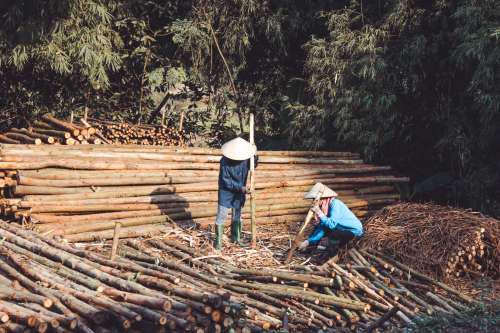 Chinese Lumber Workers Photo