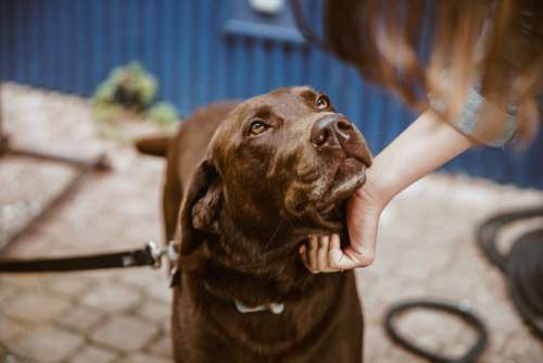 Chocolate Lab Dog Photo