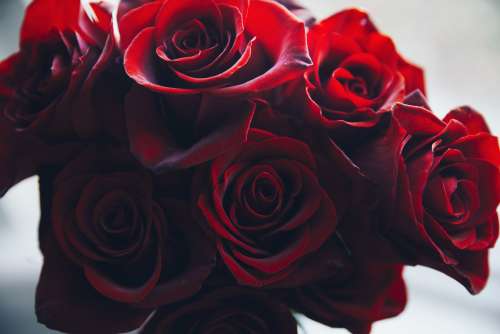 Close Up Red Rose Bouquet Photo