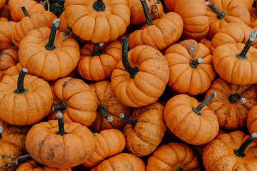 Close Up Small Pumpkin Pile Photo