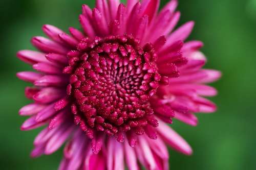 Closeup Of Bright Pink Flower Photo