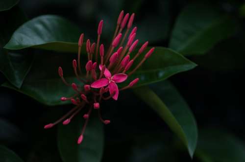 Closeup Of Single Open Jungle Flower Photo