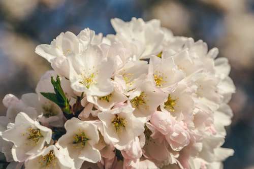 Cluster Of Cherry Blossoms Photo