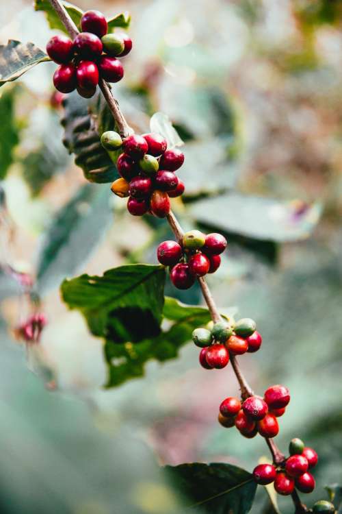 Coffee Beans On Branch Photo