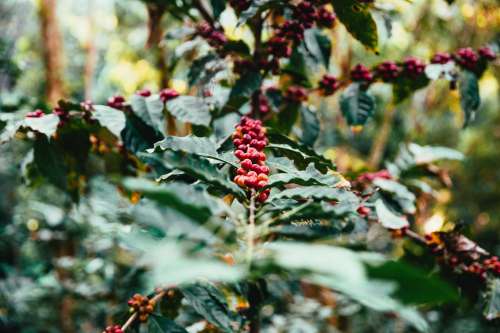 Coffee Plant Photo