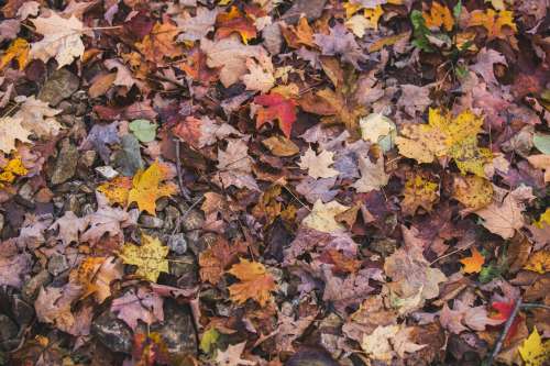 Colorful Leaves Fallen In Autumn Photo