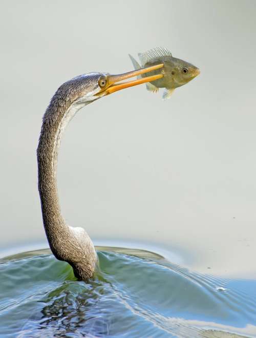 Crane With Caught Fish In Beak Photo