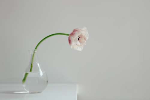 Cream Tulip In White Room Photo